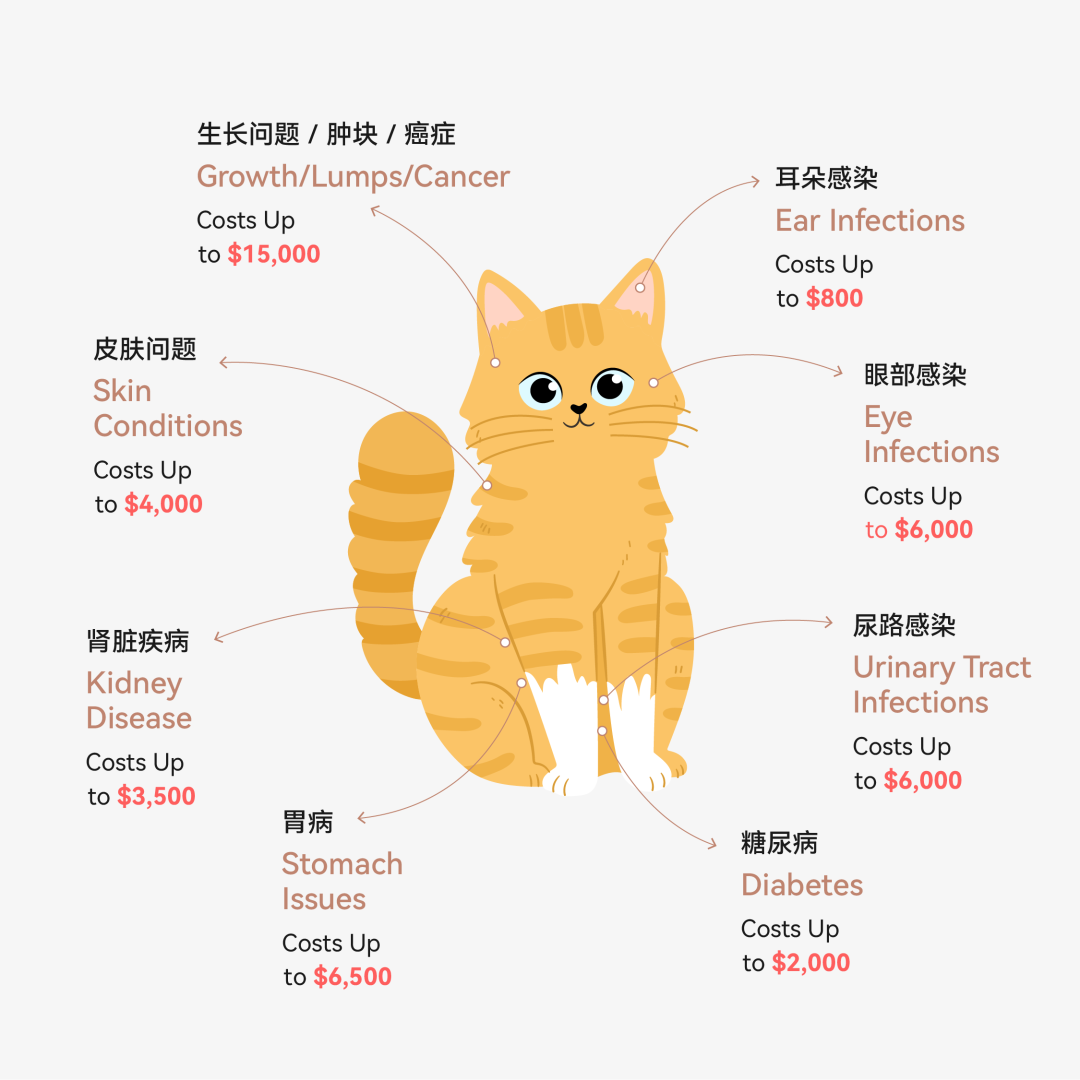 1708706867779770.png 猫.png