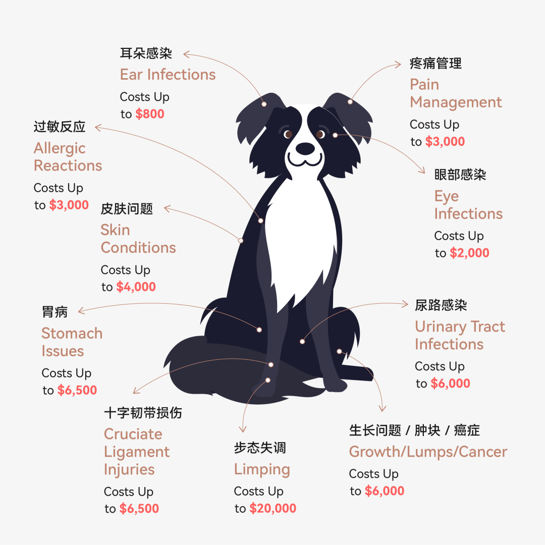 1708706877729720.png 狗.png